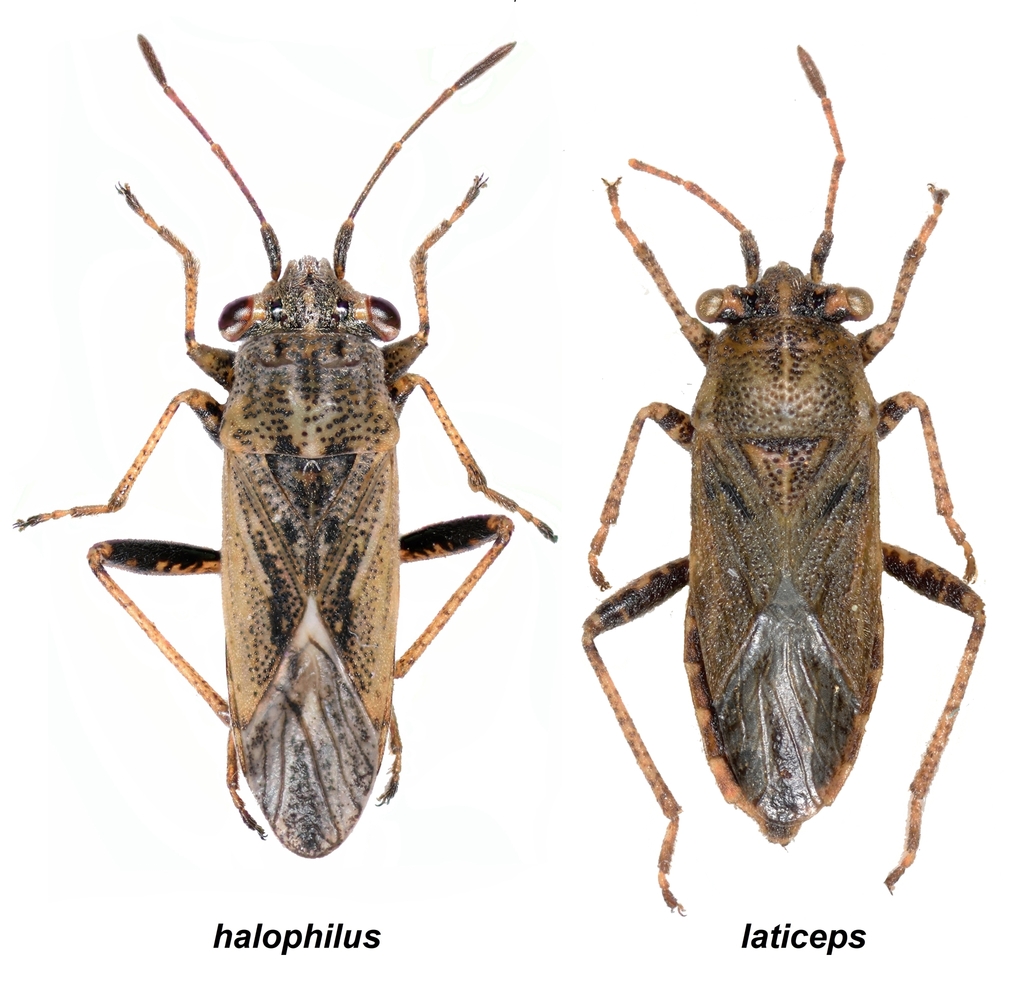 Henestaris