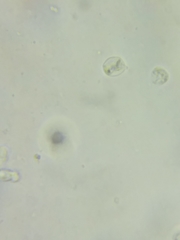 Clavulinopsis appalachiensis