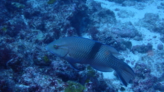Bodianus speciosus