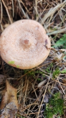 Lactarius vinaceorufescens