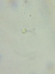 Clavulinopsis appalachiensis