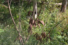 Sesbania drummondii