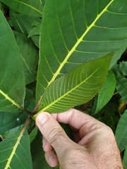 Sanchezia speciosa