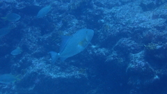 Balistes punctatus