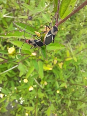 Dysdercus mimus