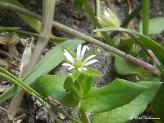 Stellaria media