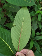 Sanchezia speciosa