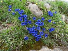 Gentiana acaulis