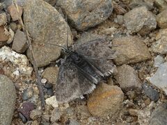 Metaxmeste phrygialis