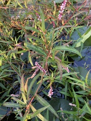 Persicaria hydropiperoides