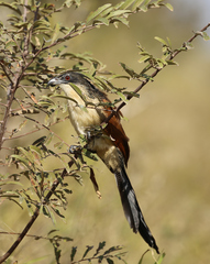 Centropus superciliosus burchellii
