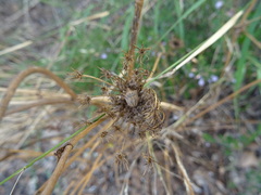 Ancyrosoma leucogrammes