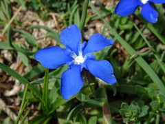 Gentiana verna
