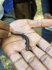 Caudata