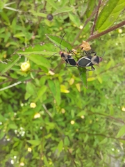 Dysdercus mimus