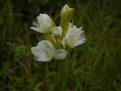 Pecteilis gigantea