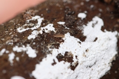 Haplophthalmus danicus