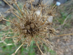 Ancyrosoma leucogrammes