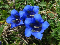 Gentiana acaulis