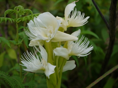 Pecteilis gigantea