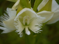 Pecteilis gigantea