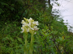 Pecteilis gigantea