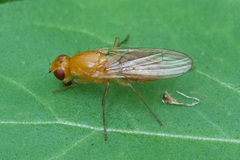 Psila fimetaria