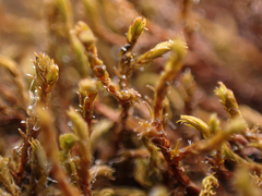 Schistidium papillosum