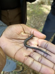 Caudata