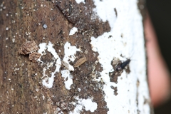 Haplophthalmus danicus