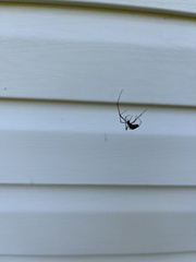 Argyrodes elevatus