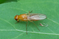 Psila fimetaria