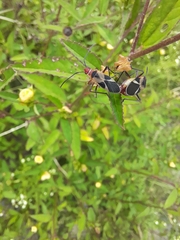 Dysdercus mimus