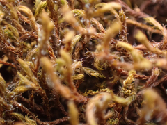 Schistidium papillosum