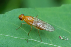 Psila fimetaria