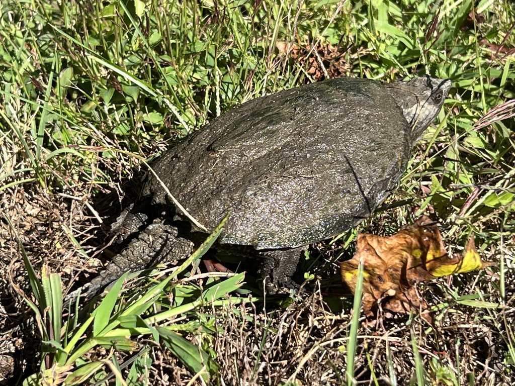 Common Snapping Turtle from Junkin Rd, Joppa, MD, US on October 06 ...