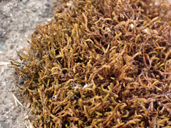 Schistidium papillosum