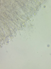 Clavulinopsis appalachiensis