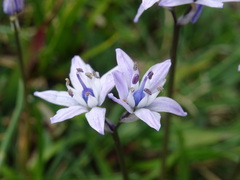 Scilla verna