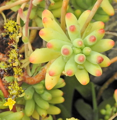 Sedum pachyphyllum