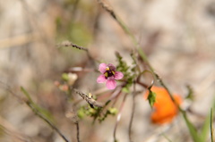 Diascia elongata