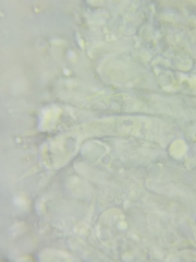 Clavulinopsis appalachiensis