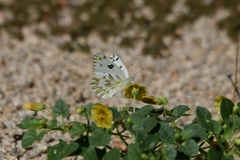 Pontia beckerii