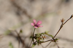 Diascia elongata