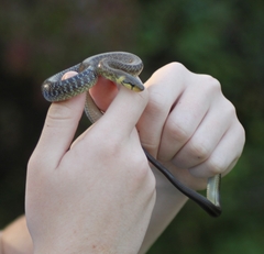 Zamenis longissimus