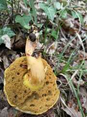 Xerocomellus armeniacus