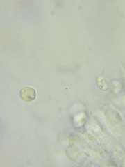 Clavulinopsis appalachiensis