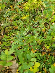 Caragana arborescens