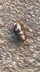 Cochlicopa lubrica