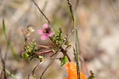Diascia elongata